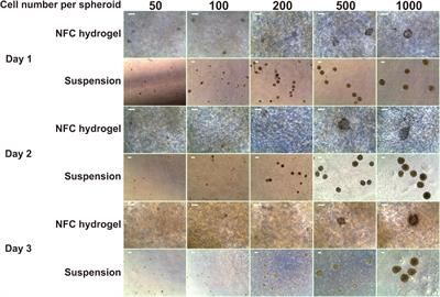 Differentiation of Human Pluripotent Stem Cells Into Definitive Endoderm Cells in Various Flexible Three-Dimensional Cell Culture Systems: Possibilities and Limitations